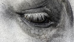 Auge pferd